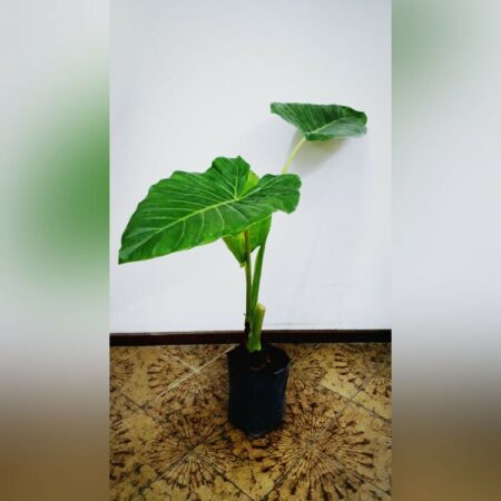 Alocasia Odora
