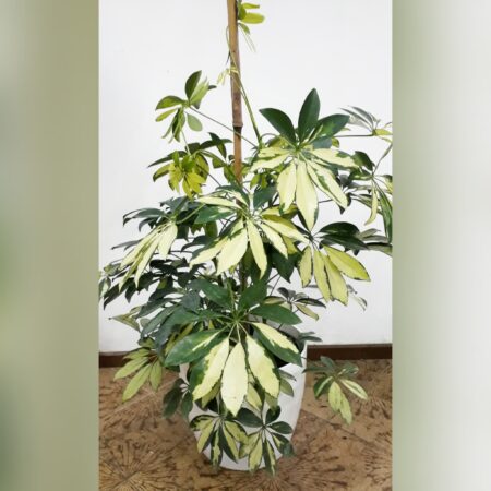 Aralia Variegada de 1 metro de altura