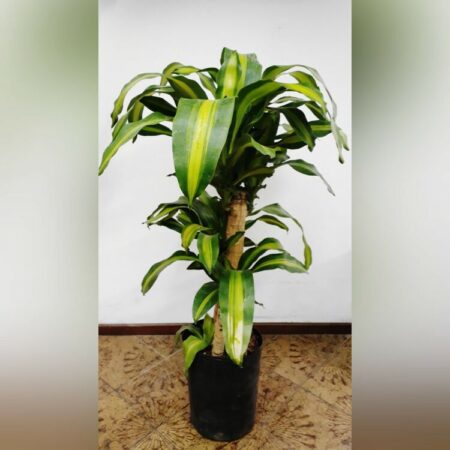 Dracaena Fragrans