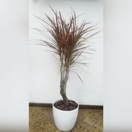 Dracena Tricolor