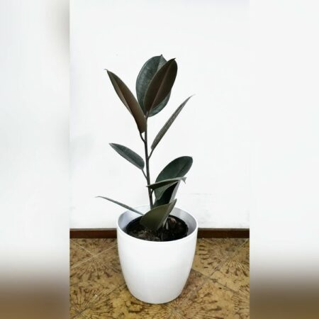 Ficus elastica