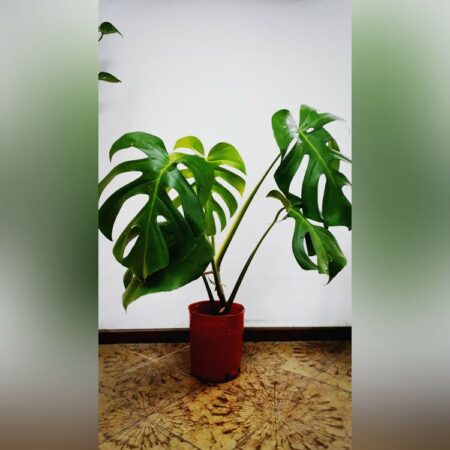 Monstera