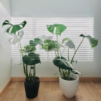 Plantas que quieren estar adentro